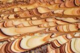 Polished Slab Of Rolling Hills Dolomite - Mexico #324421-1